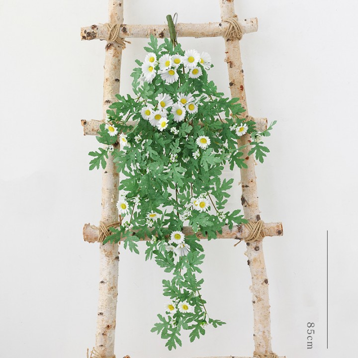 Dây hoa leo dã quỳ giả trắng